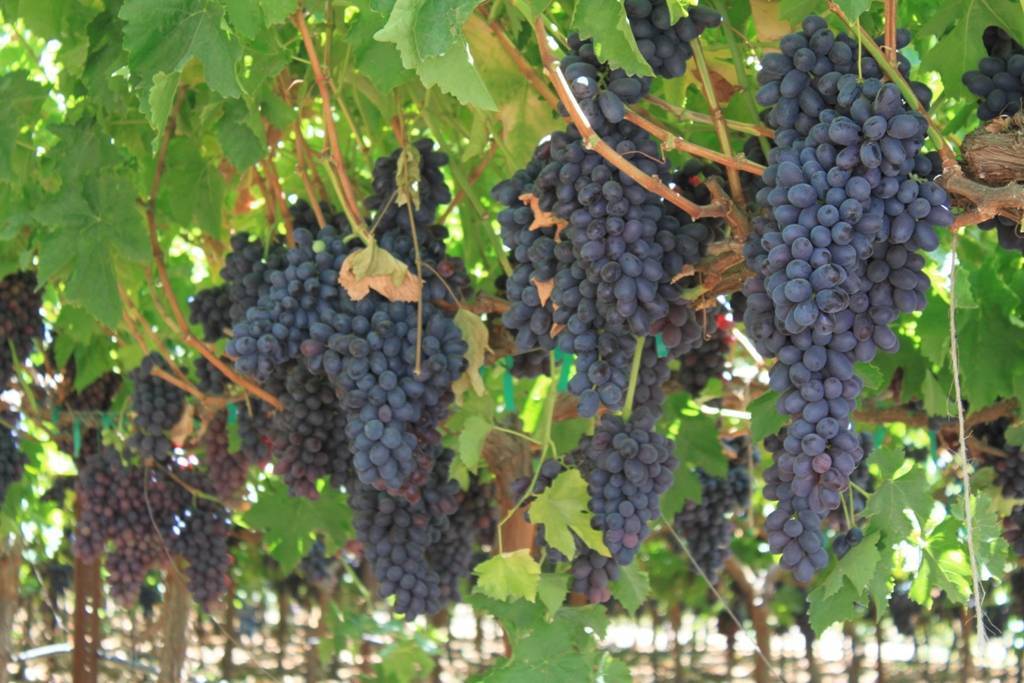 Виноград аттика: общее описание сорта, отличительные черты и отзывы