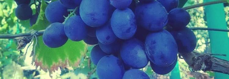 Руслан — столовая форма винограда