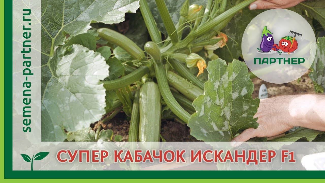 Кабачки сорт искандер описание сорта фото