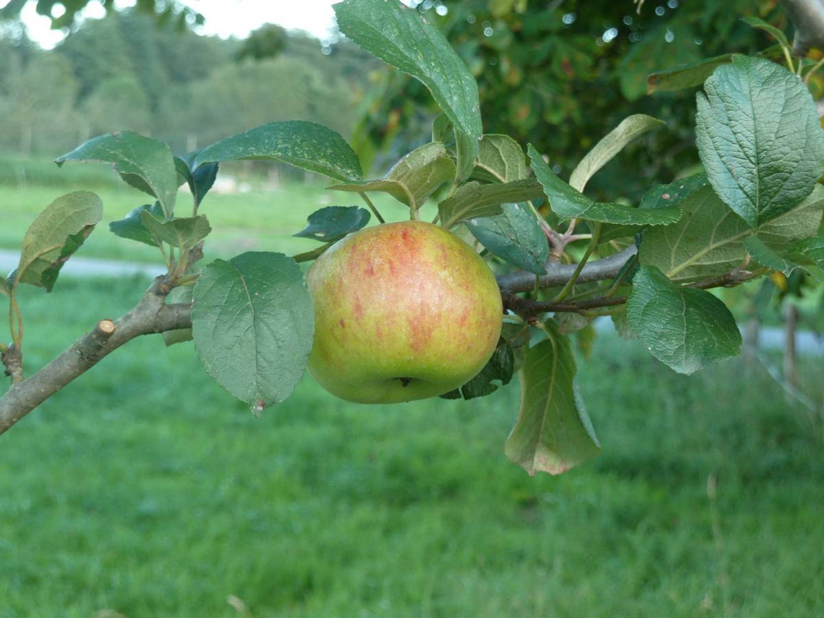 Если яблони не растут, что делать? исследуем причины, почему плохо растут яблони