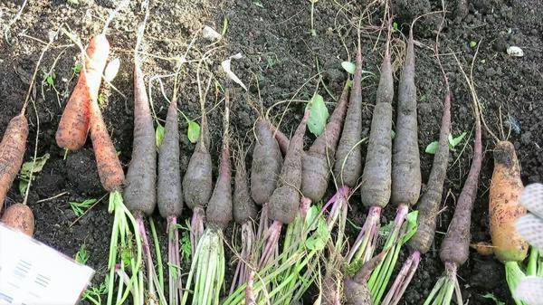 Фиолетовая морковь: характеристика и описание овоща с фото