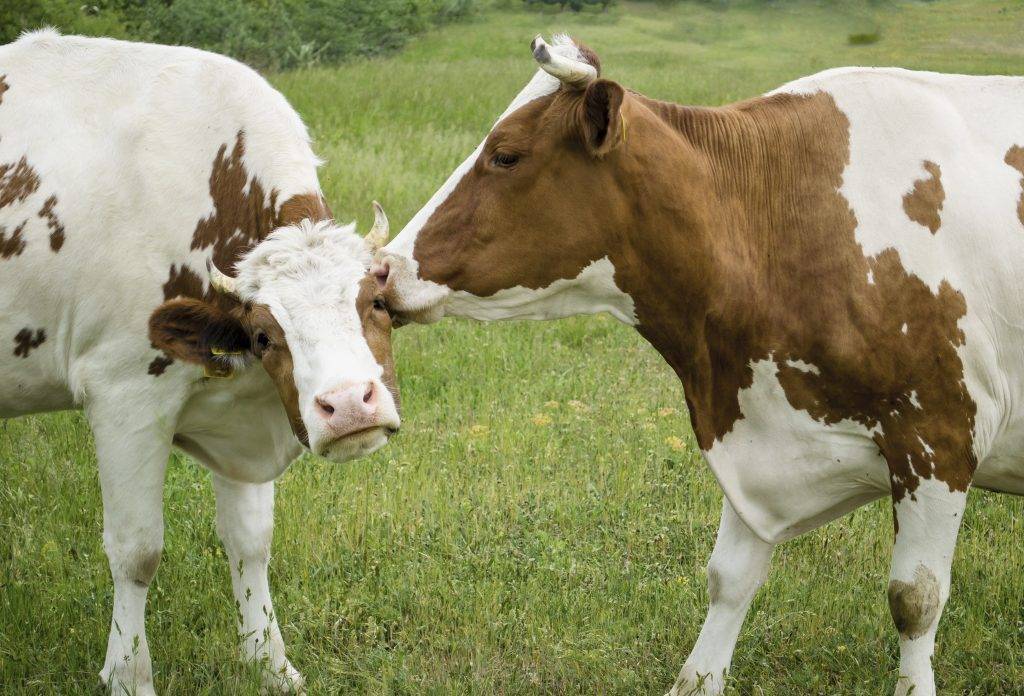Осеменение коров: способы и рекомендации. искусственное осеменение коров: техника