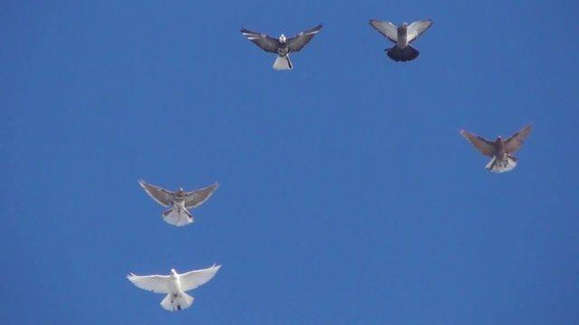 Серпастые голуби: полет и описание