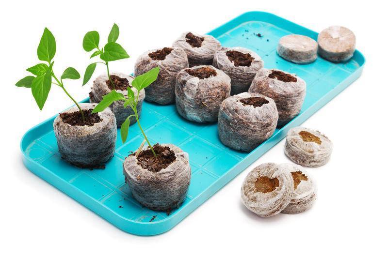 Выращивание перца в торфяных таблетках