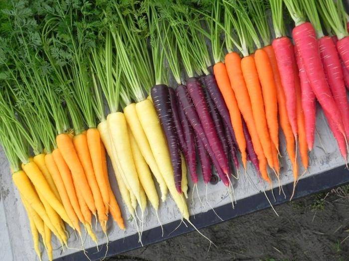 Обзор лучших сортов моркови для сибири и других регионов