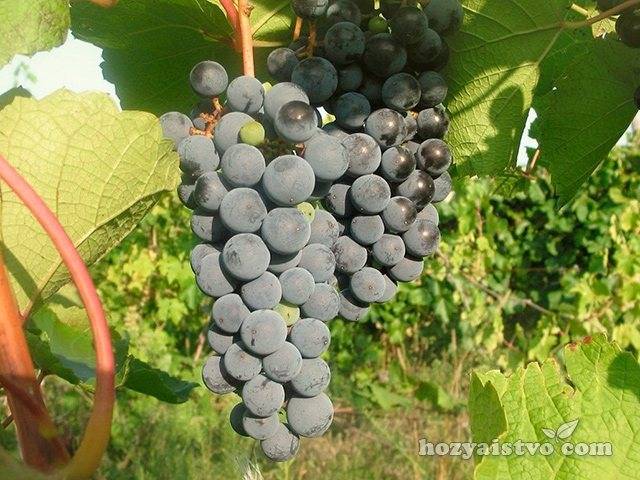 Виноград золотой потапенко: описание сорта и особенности ухода