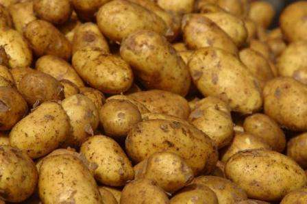 Какой картофель посадить на участке: 25 самых вкусных сортов с фото и описанием