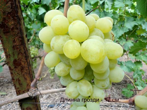 Виноград антоний великий: описание сорта, фото и отзывы садоводов