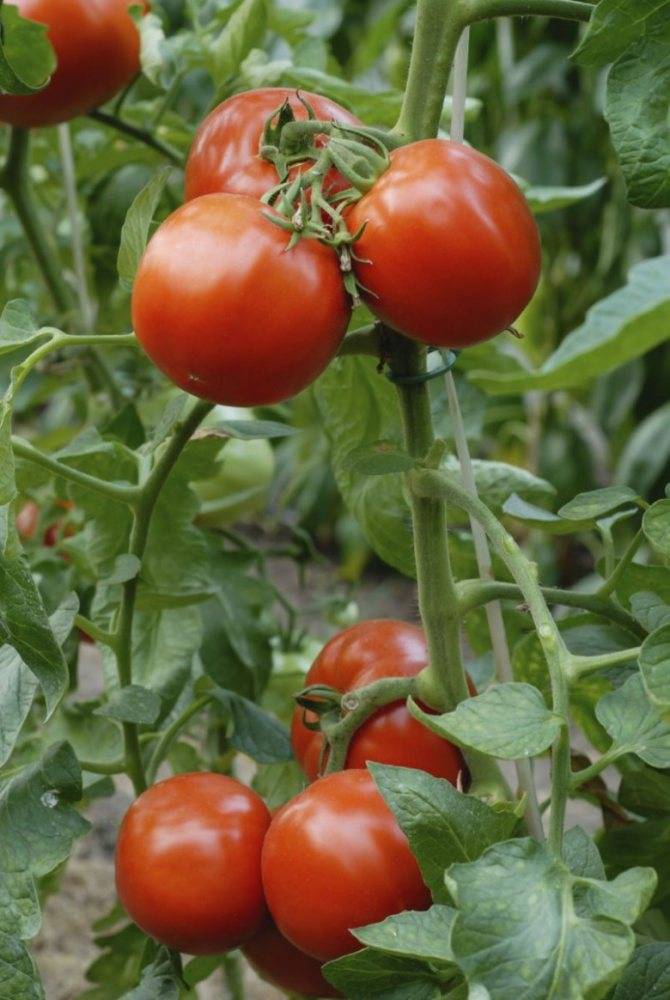 Почему чернеют помидоры? советы по выращиванию помидоров :: syl.ru