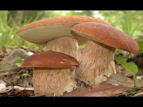 Как выращивать грибы в банках на подоконнике - agroflora.ru