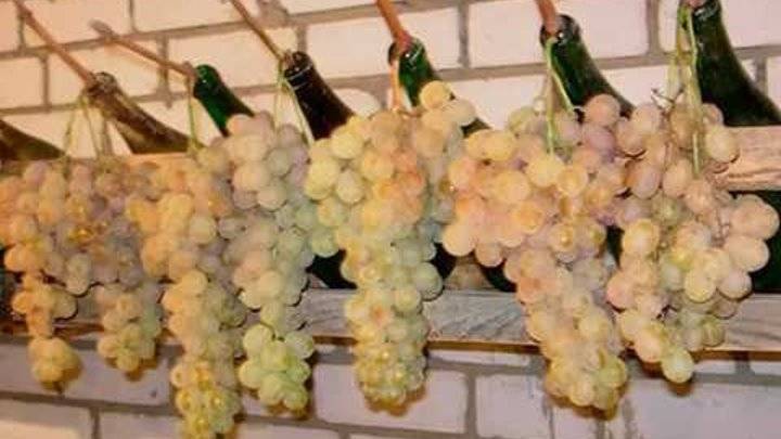 Сохраняем виноград на зиму в домашних условиях