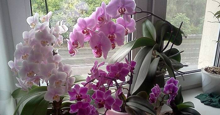 Подкормка орхидей в домашних условиях: как удобрять при цветении