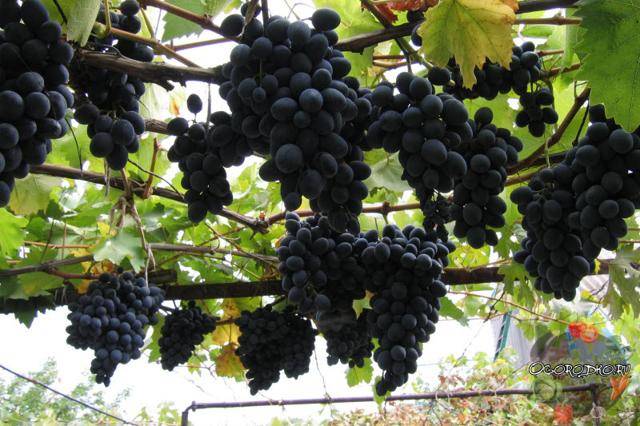 Виноград молдова: описание сорта молдавский подарок, как выглядит