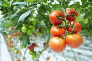 Выращиваем помидоры в теплице: пошаговая инструкция для начинающих огородников и советы от опытных коллег