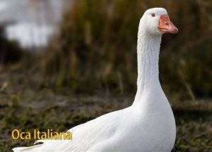 Итальянские белые гуси: характеристика и описание породы