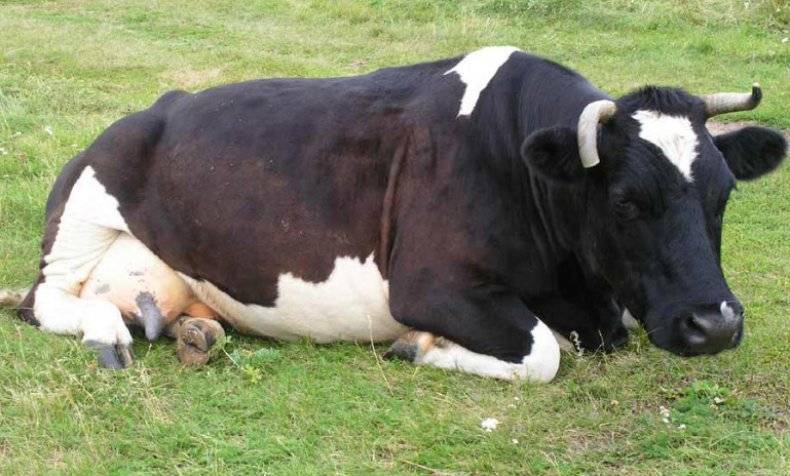 Послеродовая септицемия у коров