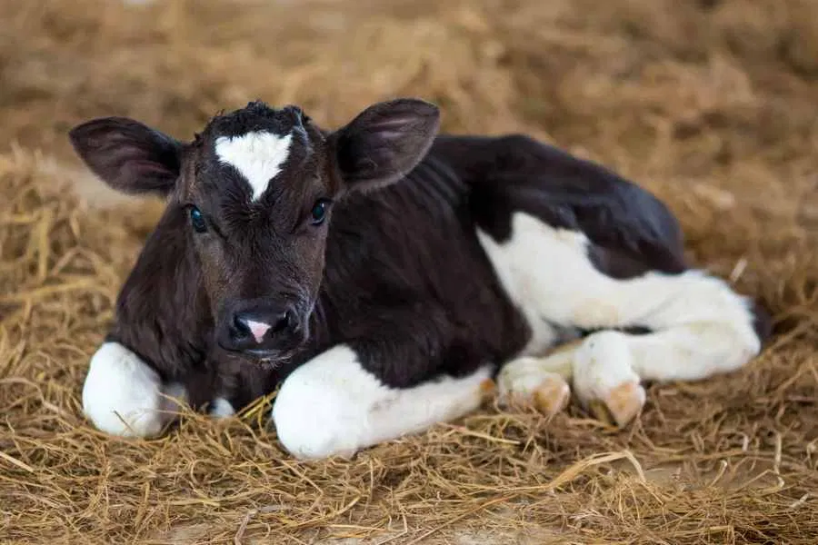 Распространенные заболевания коров | болезни коров | описание заболеваний крс