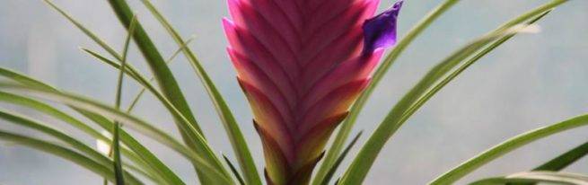 Правила ухода за цветком тилландсия: виды с названиями и фото