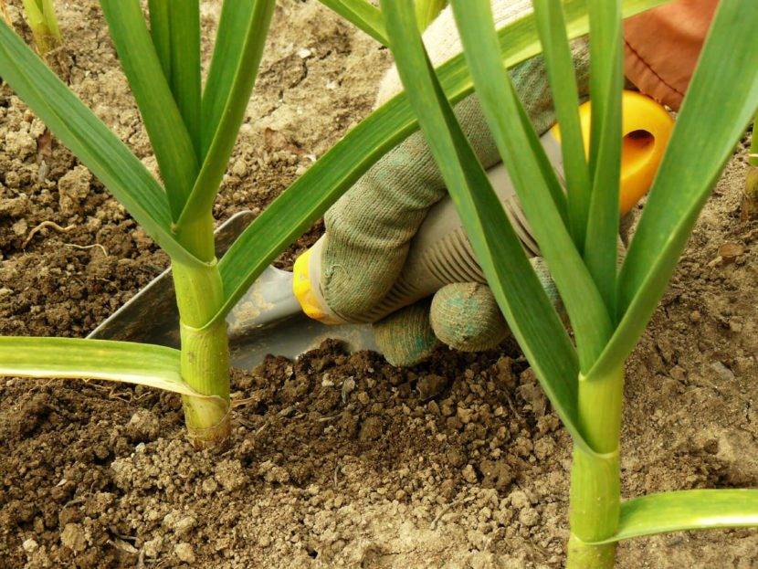 Подкормка чеснока весной и летом для достижения высокой урожайности