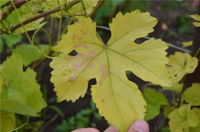 Желтеют листья винограда: что делать и как с этим бороться, чем обрабатывать
