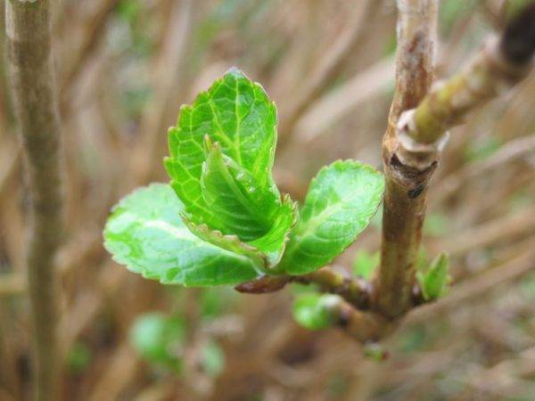 Гортензия: размножение черенками весной, летом и осенью