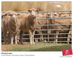 Помещение для овец: как самостоятельно сделать овчарню?