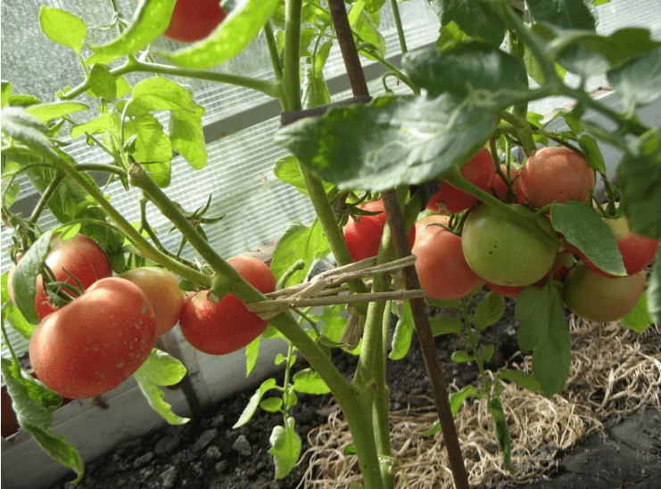 Замечательные помидоры для теплиц и парников: томат «кукла маша»
