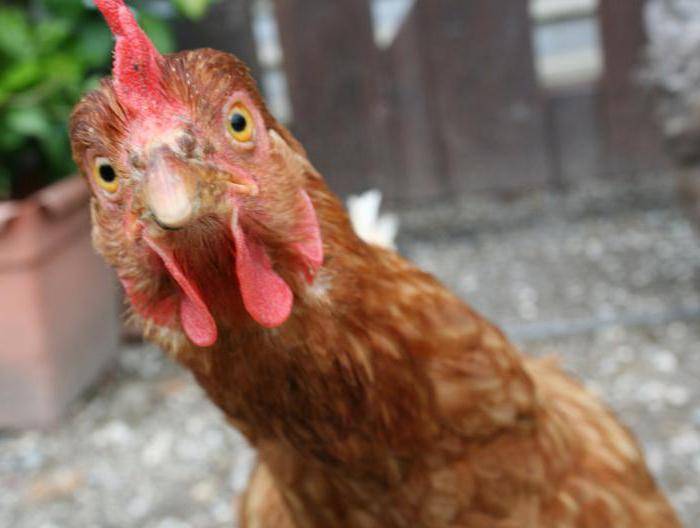 Цыплята клюют друг друга до крови – причины и методы решения