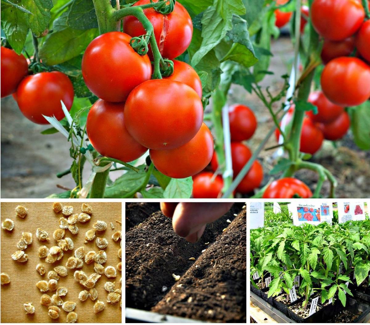Сроки посева томатов на рассаду в подмосковье: когда сажать
