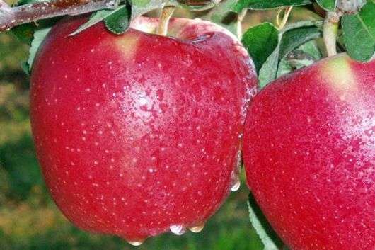 Сорт яблок старкримсон: описание и особенности выращивания, характеристики и фото selo.guru — интернет портал о сельском хозяйстве