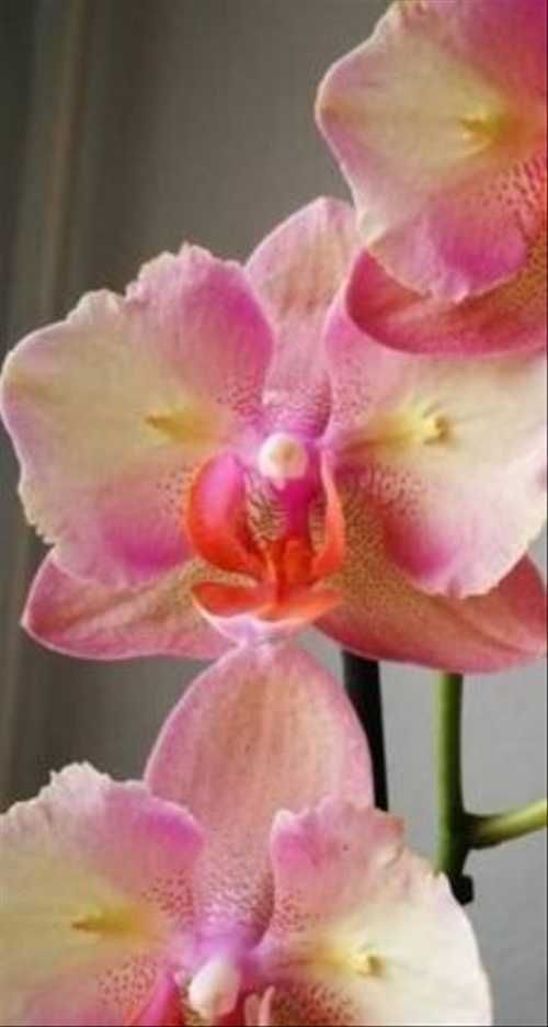 Орхидея фаленопсис: фото, видео, виды фаленопсис, характеристика и описание