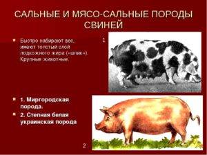 Миргородская порода свиней: характеристика, фото, особенности содержания, плюсы и минусы
