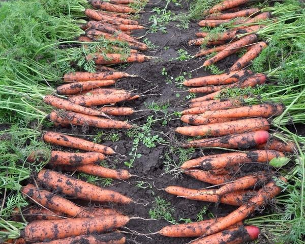 Морковь королева осени: отзывы дачиков и фото, описание и характеристики сорта
