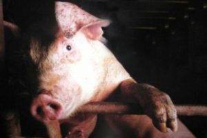 Заболевание рожа у свиней