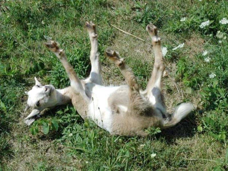 Миотоническая коза: причины падения коз в обморок при испуге