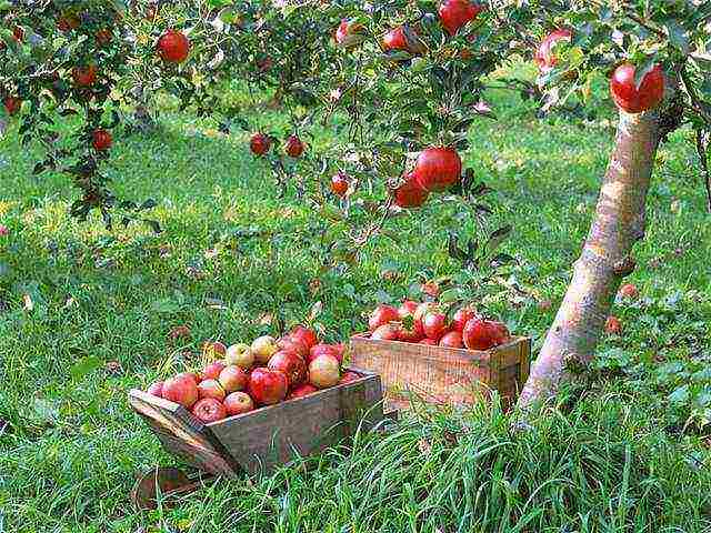 Яблоня соковое-3: отзывы садоводов и описание сорта с фото