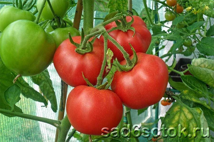 Описание крупноплодного томата король королей и рекомендации по выращиванию сорта