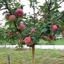 Яблоня розовый жемчуг: описание, фото, отзывы - блог фермера