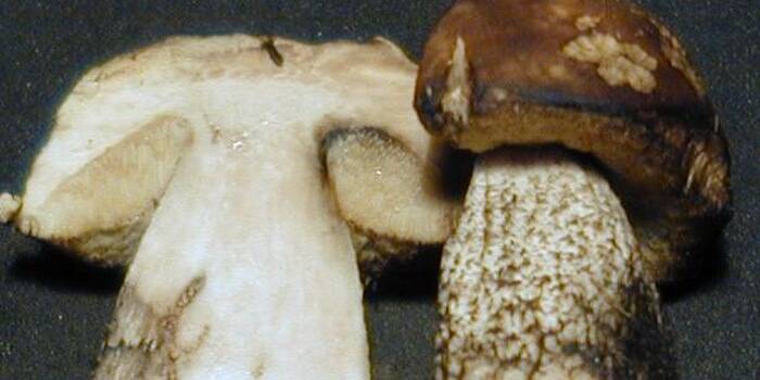 Съедобные грибы – список, фото, название, описание, видео, когда и где растут  - «как и почему»