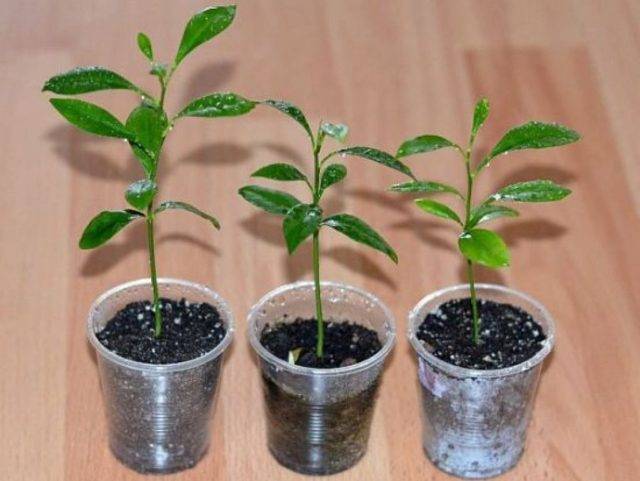 Как вырастить лимон из косточки в домашних условиях и как создать оптимальные условия для произрастания тропического деревца