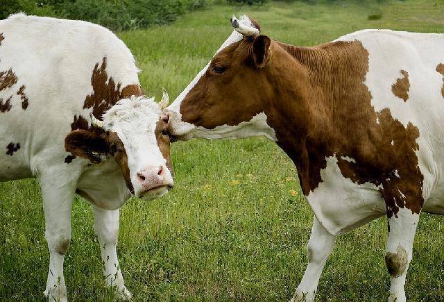 Основные правила искусственного осеменения коров