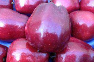 Сорт яблони голден делишес — как выращивать
