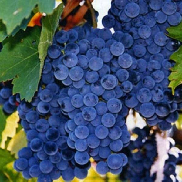 Виноград изабелла: описание сорта, польза, фото
