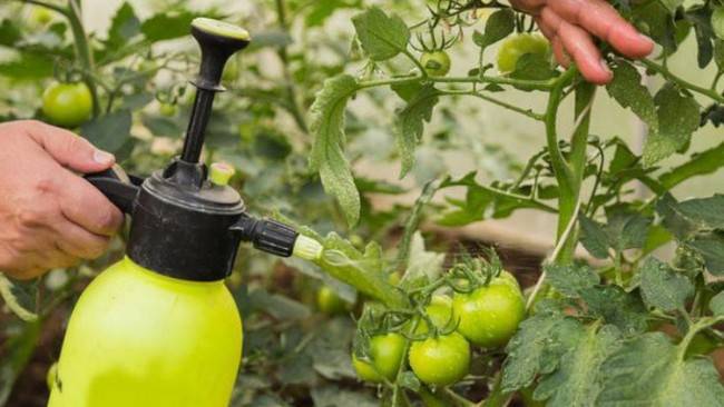 Как бороться с фитофторой на помидорах - чем и когда их обработать