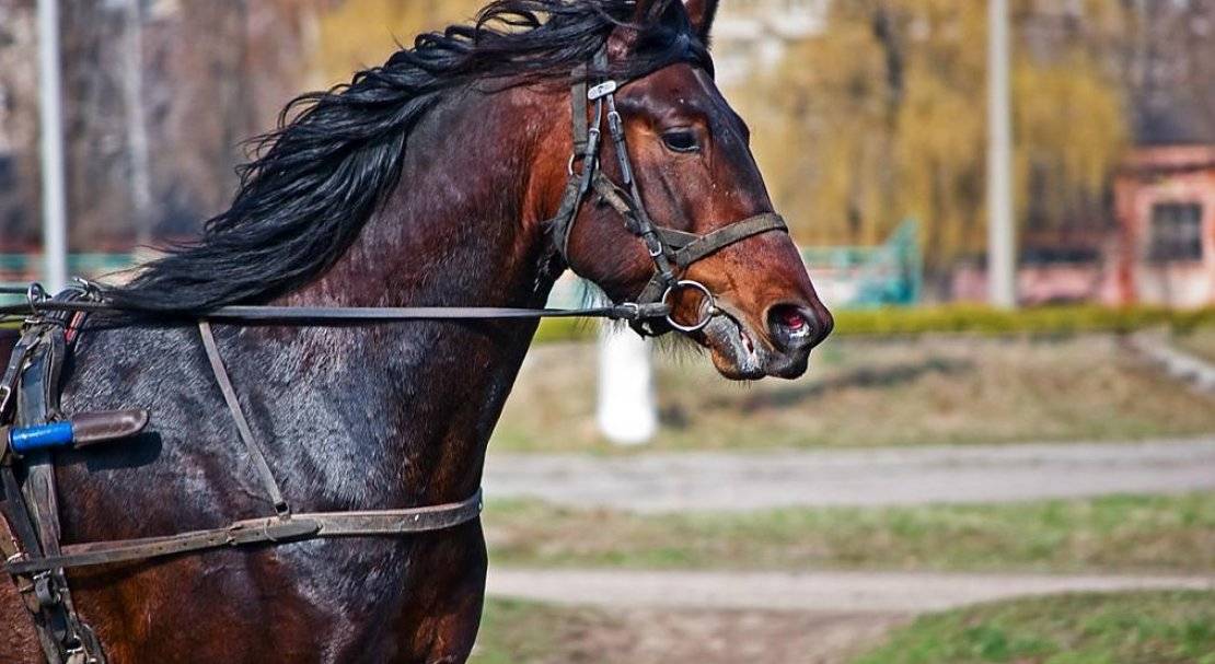 Орловская порода лошадей: характеристика, кормление и уход