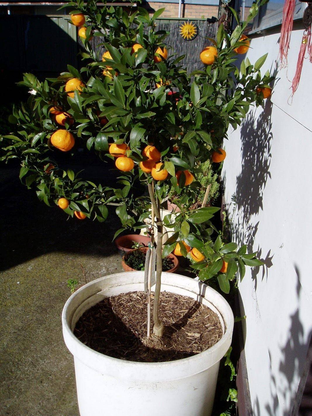 Апельсин: описание, посадка, выращивание в домашних условиях, размножение и уход (фото & видео) +отзывы
