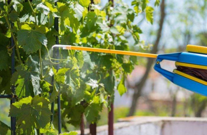 Обработка винограда весной от болезней и вредителей: опрыскивание после открытия.