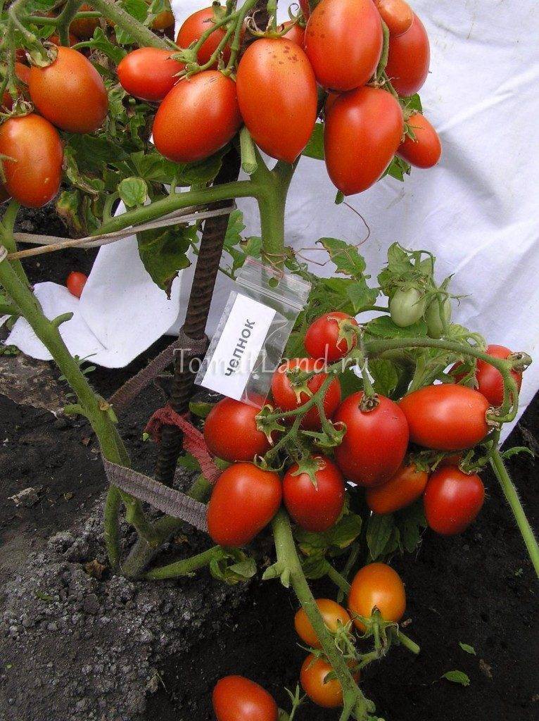 Характеристика томатов сорта Челнок