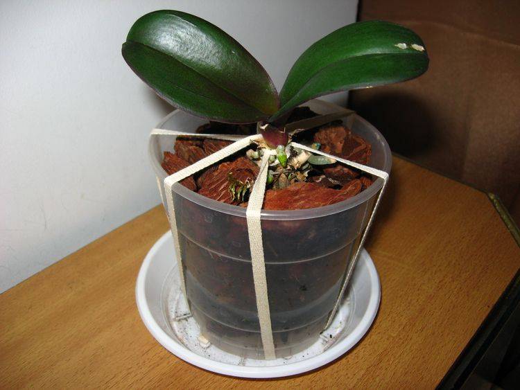 Воздушные корни у орхидеи: что с ними делать и нужно ли их обрезать? их функции. почему орхидея пускает очень много воздушных корней?