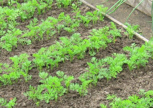 Как посеять морковь, чтобы потом не прореживать: как правильно сажать в открытый грунт семена с песком (соотношение), какой способ лучше, чтобы быстро взошли? русский фермер